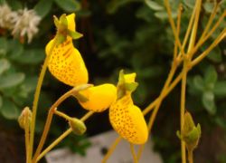 2013-08-18_Regina-F-Rau_Schachen_Blumen  (159).JPG